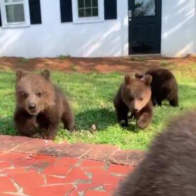 Syrian bear cubs, an extinct species in the wild, running towards the caretaker [via junglejane_]