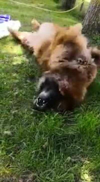 Our fluffy German Shepard rolling around in the grass!