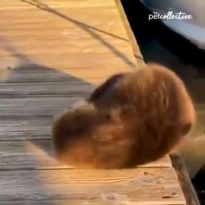 A baby otter plopping into the water to join his mama