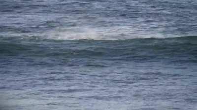 Dolphin smashes against a paddle boarder