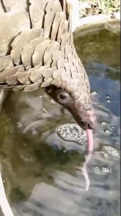 How a Pangolin drinks