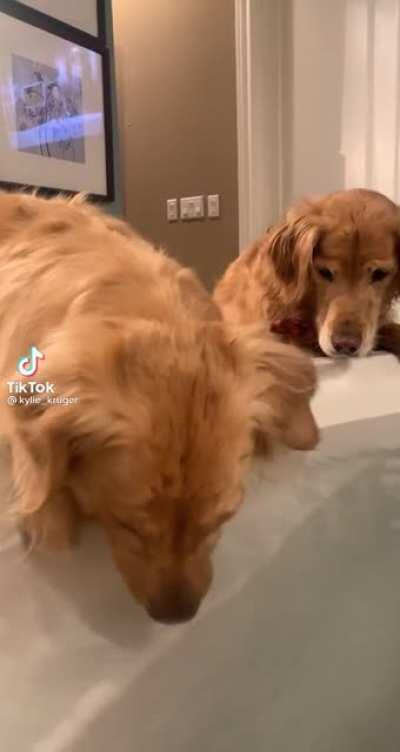 Dog learns how to blow bubbles