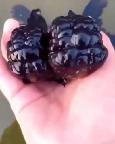 Blackberry fish!!