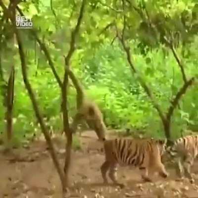 Gibbon teasing Tigers