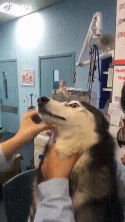 To give medicine to the doggo