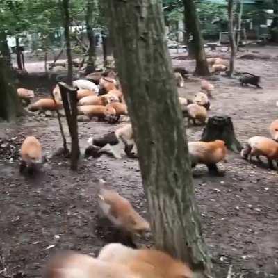 Fox Village, Japan