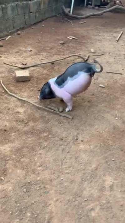 This pig was born with only 2 legs, but he is very strong