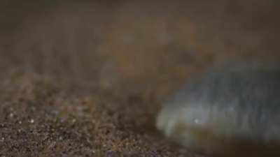 The Golden Mole, a subterranean, afrotherian mammal endemic to sub-Saharan Africa. It is more closely related to the Elephant, Aardvark, and Sea Cow than it is to true Moles.