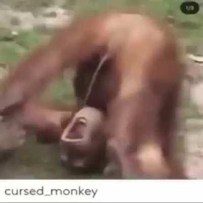 Monke