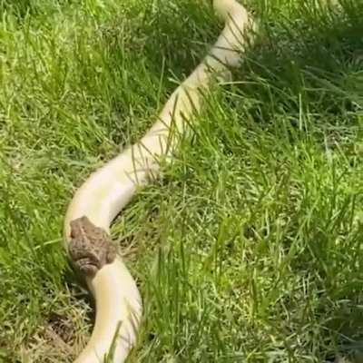 🔥 Toad riding a snake 🔥