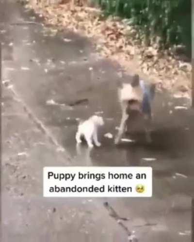 Puppy brings home abandoned kitten