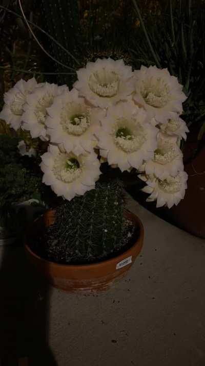 One of my cactus bloomed last night.