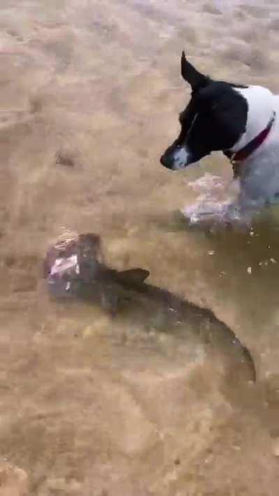 Nothing special - just a dog walking his shark