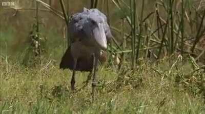 Despite a reputation for stupidity, the Shoebill is a masterful hunter.