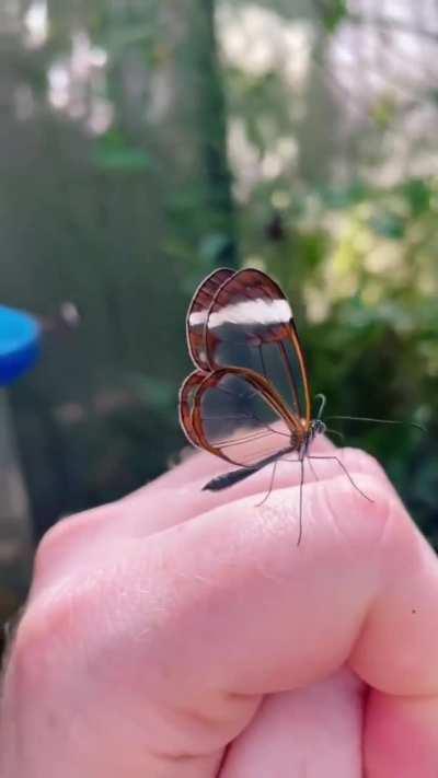 Glass Butterfly