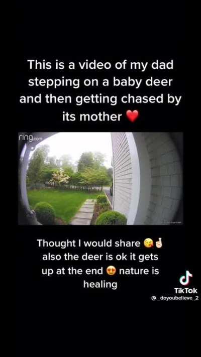 Why leave your baby at the bottom of the stairs in front of someone's house? Me thinks this deer was looking to make quick buck through insurance scams