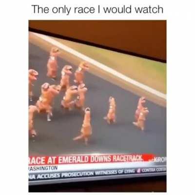 Dino race,,,go go go dinos..