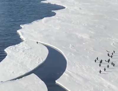 Penguin leaps to safety while an orca killer whale pushes the ice away