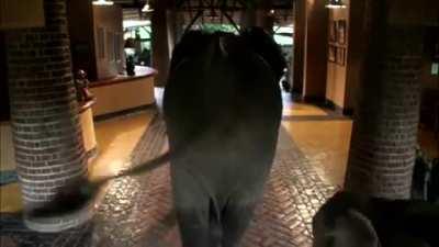 Elephants pass through hotel built upon ancient elephant path, Mfuwe Lodge, Zambia.