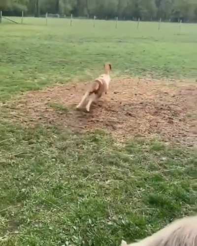 A baby horse excited to be able to run