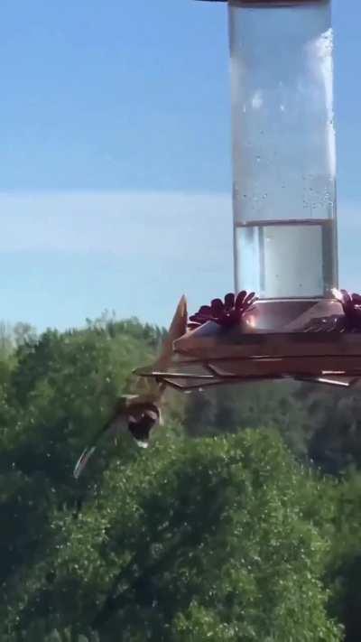 🔥mantis takes down a hummingbird