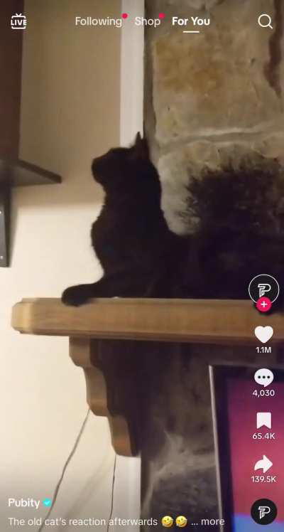 OG cat gets their mind blown by new cat