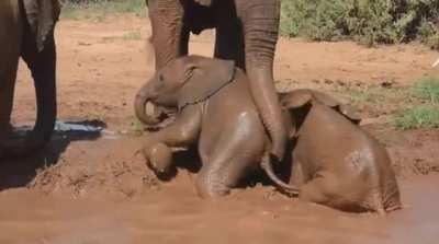 Baby elephants attempting to get out of the water