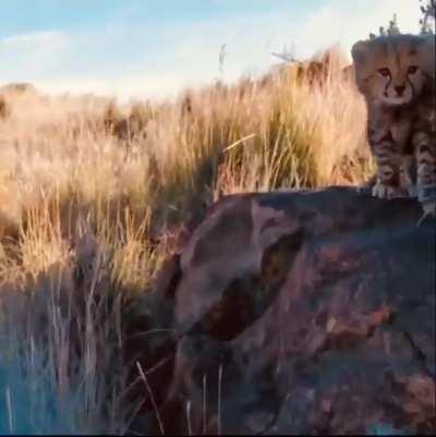 🔥 Cheetah mom communicating with her three cubs..