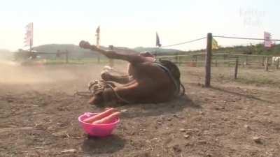 Horse playing dead whenever someone tries to ride it