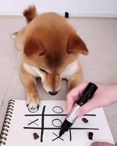 Smart puppy...!!!