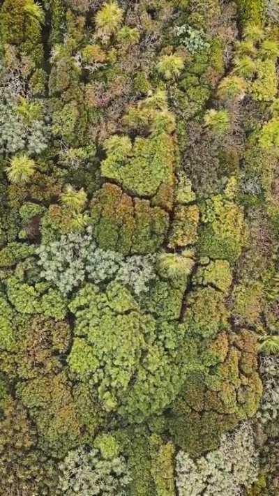 Trees blowing in wind , view from above