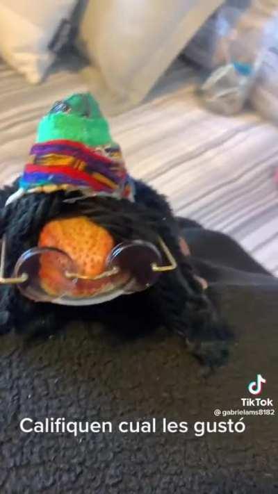 Woman laughing while explaining her bearded dragon “sombreros”