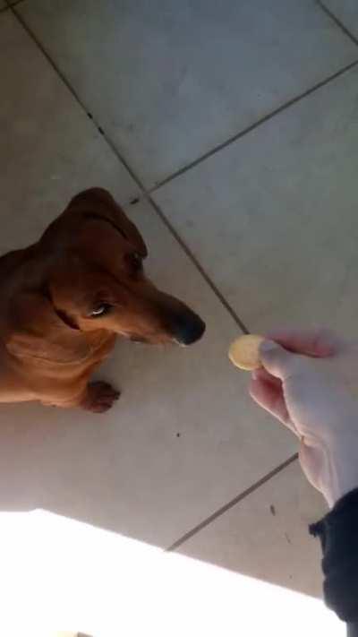 Feeding my dog