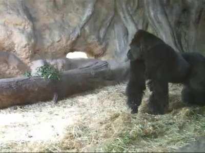 Silverback Gorillas unlike most animals and even primates for exceptionally good fathers toward their children. They often spend their free time playing with and showering them with affection and will risk their own lives to protect them.