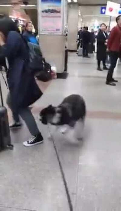 Dog reunites with his owner after a long time