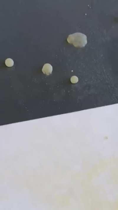 Hydrophobic Club Moss spores! Very cool video!