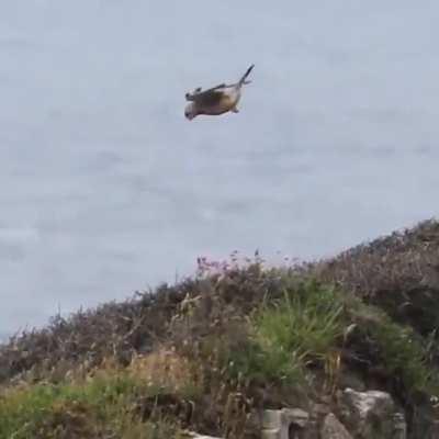 Incredible demonstration of hover control and head stabilization by this bird