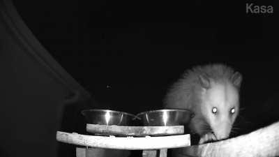 More of Oliver the Opossum! This is the squirrel picnic table where Oliver gets a fruit and nut mix instead of the cat food on the front porch. Sometimes he visits both food sources multiple times a night. Little chonker! 😂