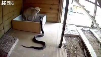 Cat chases off nosy cobra.