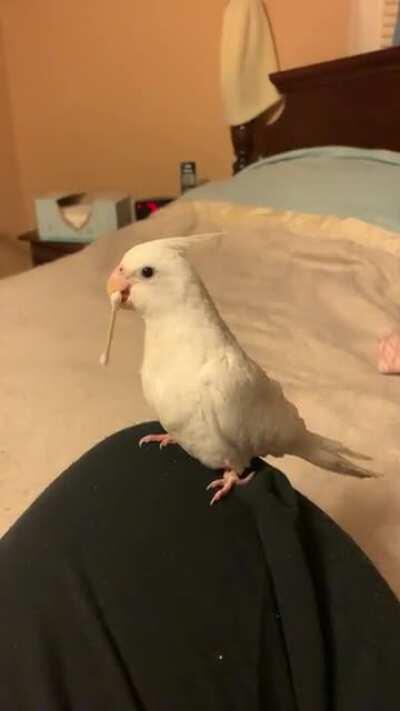 I read that cockatiels really like it when you give them q-tips...