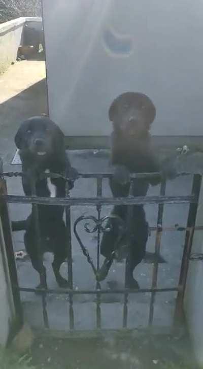 My dad found these 2 guard dogs waiting for him on a job [OC]