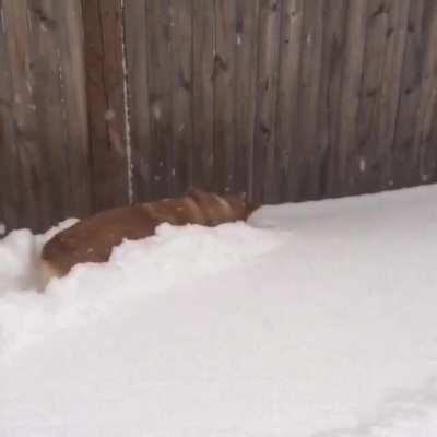 Plowing the snow with his big head and powered by his tiny legs