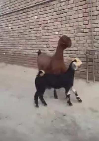 Goats with swagger .