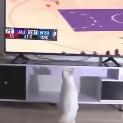 Cat has superpowers