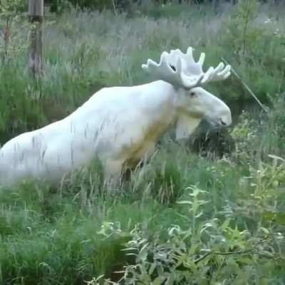 🔥 An extremely rare Albino Moose