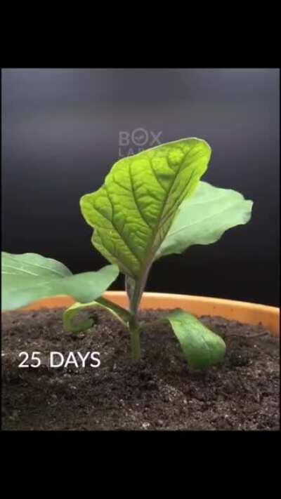 Time-lapse of a baby eggplant growing from seed to fruit (source: youtube boxlapse)