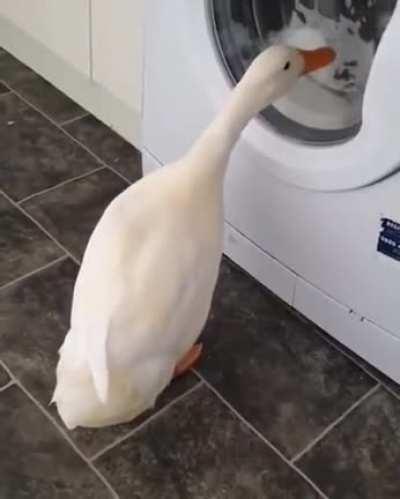 A duck curiously watching a washing machine