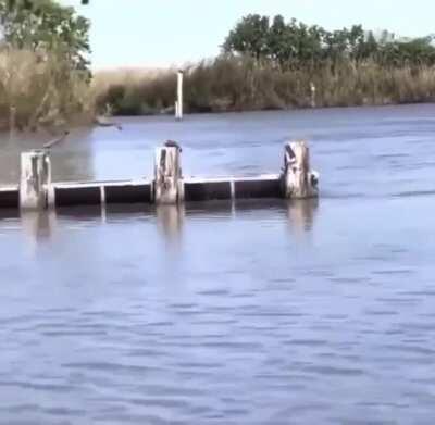 Bobcat plays the lake is lava