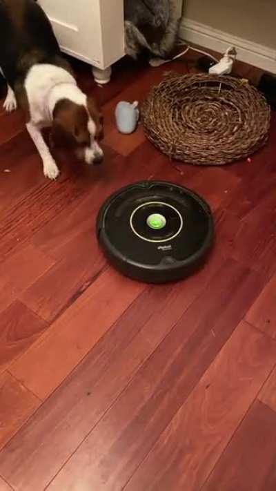 She makes it incredibly difficult for the Roomba to do it’s job.