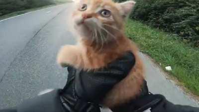 Biker saves lost kitten stuck in road